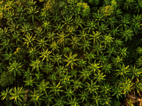 haze-free-palm-tree