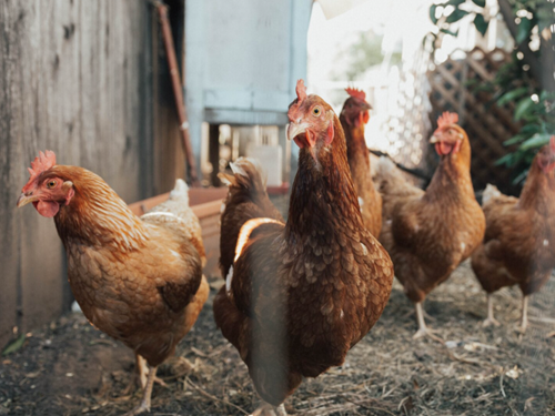 impactof-russia-ukraine-chicken